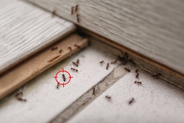 Best Spider Control Near Me  in Burlington, KS