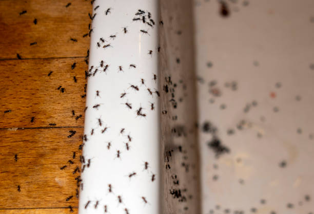 Best Insect Control  in Burlington, KS