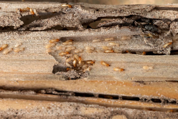 Best Affordable Pest Control Services  in Burlington, KS